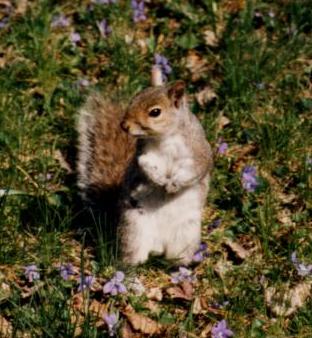 Photo of a Squirrel